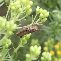 Melanoplus cinereus