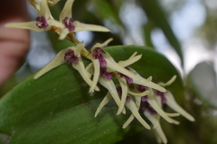 Stelis montserratii