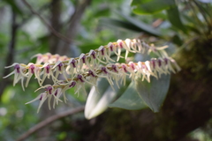 Stelis montserratii