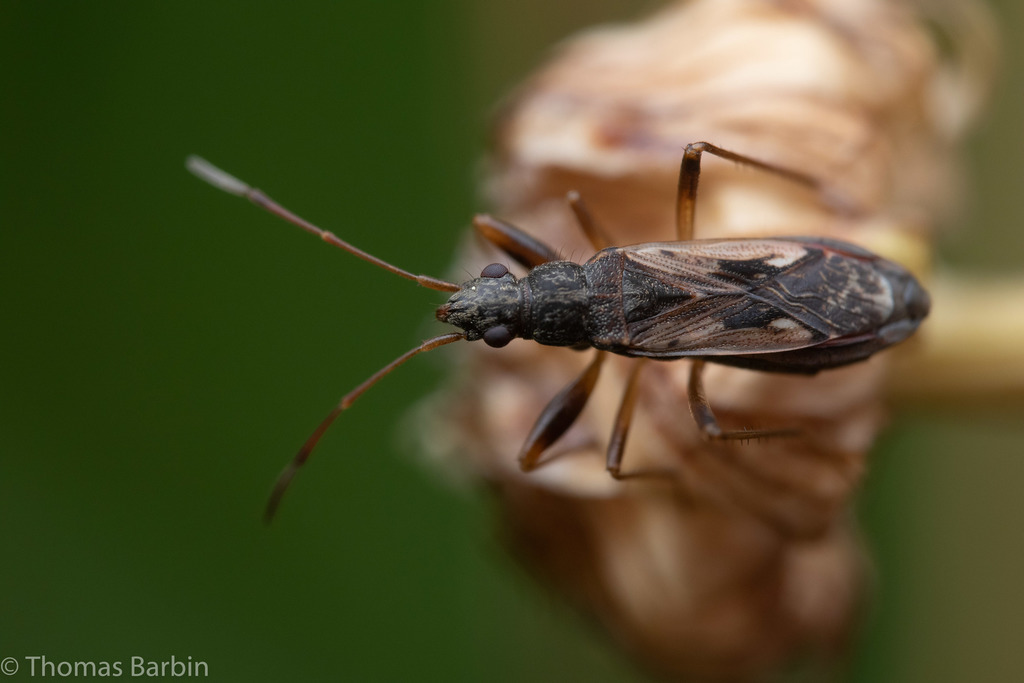 Ligyrocoris latimarginatus