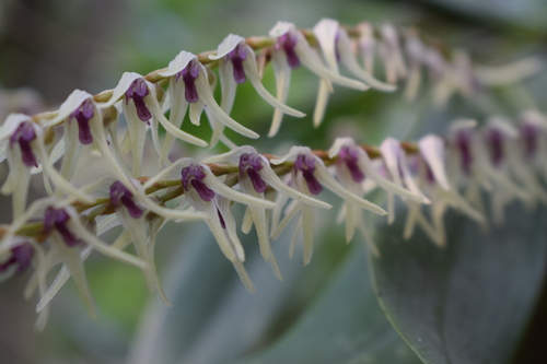 Montserratii Orchid