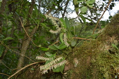 Stelis montserratii