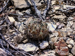 Coryphantha radians