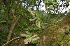 Stelis montserratii