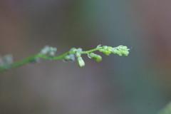 Gonocarpus chinensis