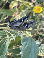 Melanoplus glaucipes
