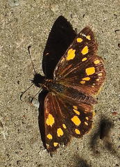 Metisella metis paris