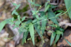 Gonocarpus chinensis