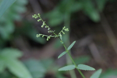 Gonocarpus chinensis