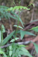 Gonocarpus chinensis