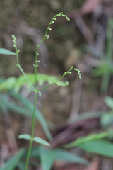 Gonocarpus chinensis
