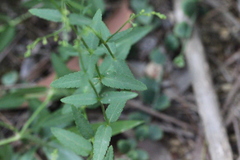 Gonocarpus chinensis