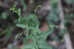 Gonocarpus chinensis