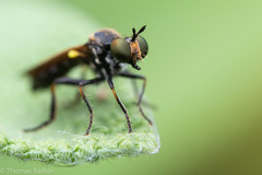 Eudioctria sackeni