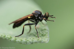 Eudioctria sackeni