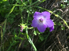 Pholistoma auritum auritum