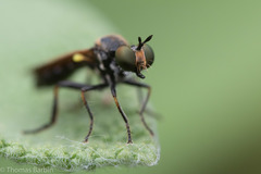 Eudioctria sackeni
