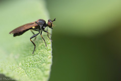 Eudioctria sackeni