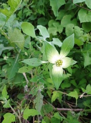 Euphorbia schiedeana