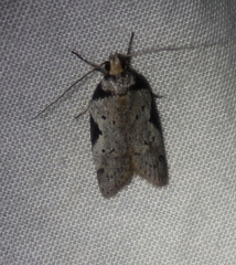 Philobota transversella