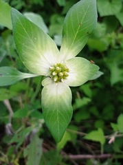 Euphorbia schiedeana
