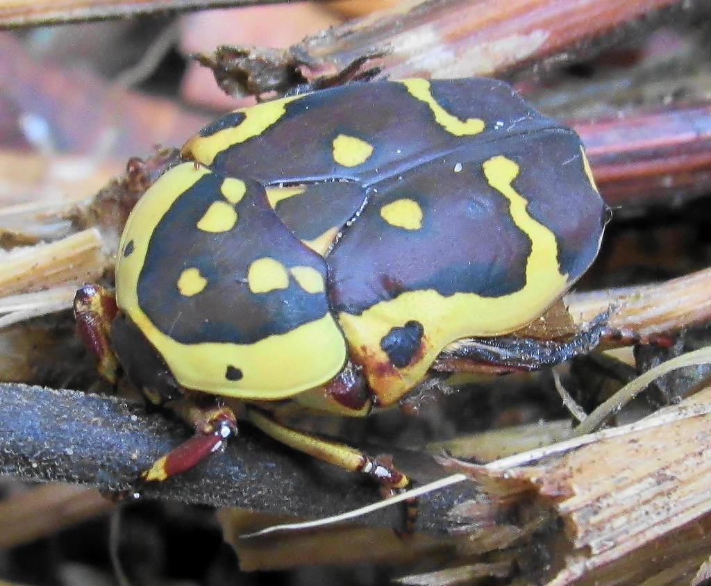 Pachnoda sinuata flaviventris (Cetoniinae (Fruit Chafers) of Southern ...