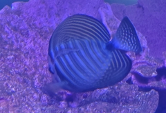 Zebrasoma