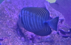 Zebrasoma