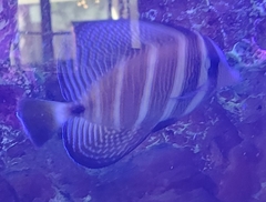 Zebrasoma
