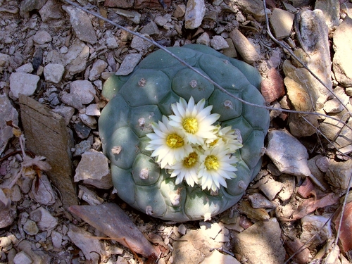 Lophophora diffusa