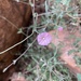 澳洲旋花 - Photo (c) bonnie4plants，保留部份權利CC BY-NC