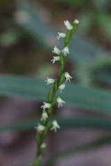 Peristylus lacertifer