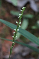 Peristylus lacertifer