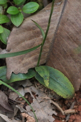 Peristylus lacertifer