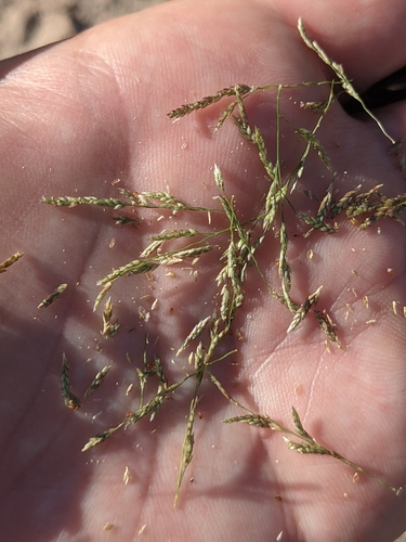 Teal Lovegrass