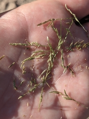 Teal Lovegrass