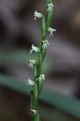 Peristylus lacertifer