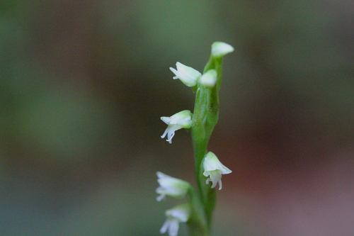 Peristylus lacertifer iNat (2)