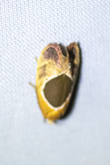 Hoplomorpha abalienella