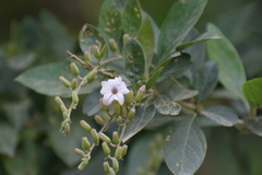 Duranta mutisii