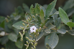 Duranta mutisii