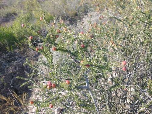 Image of Tetracoccus fasciculatus by no rights reserved
