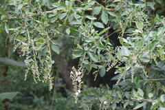 Duranta mutisii
