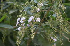 Duranta mutisii