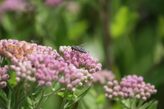Synocoelioxys
