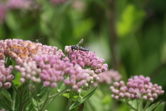 Synocoelioxys