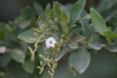 Duranta mutisii