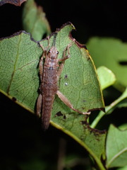 Canachus alligator