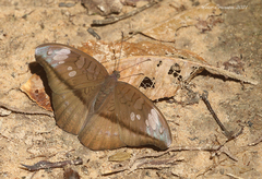 Tanaecia cocytus