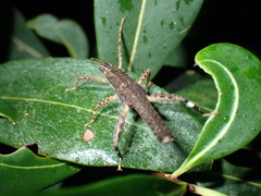 Canachus